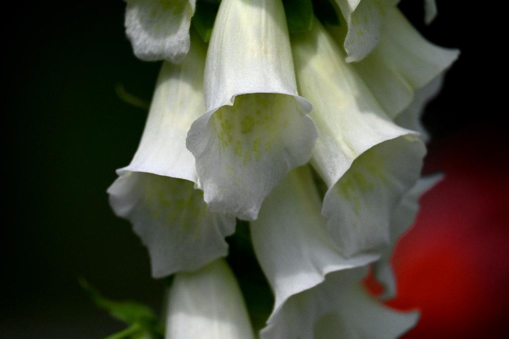 2025-06138944 Tower Hill Botanic Garden, MA.JPG - Foxglove. New England Botanic Garden at Tower Hill, MA, 6-13-2025